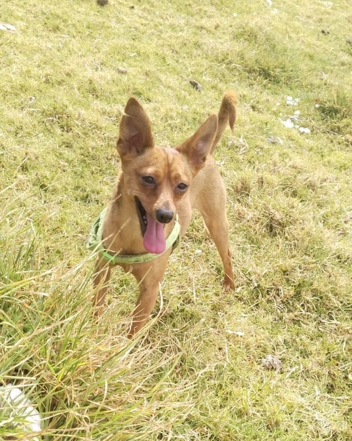 Candy, perro en adopción