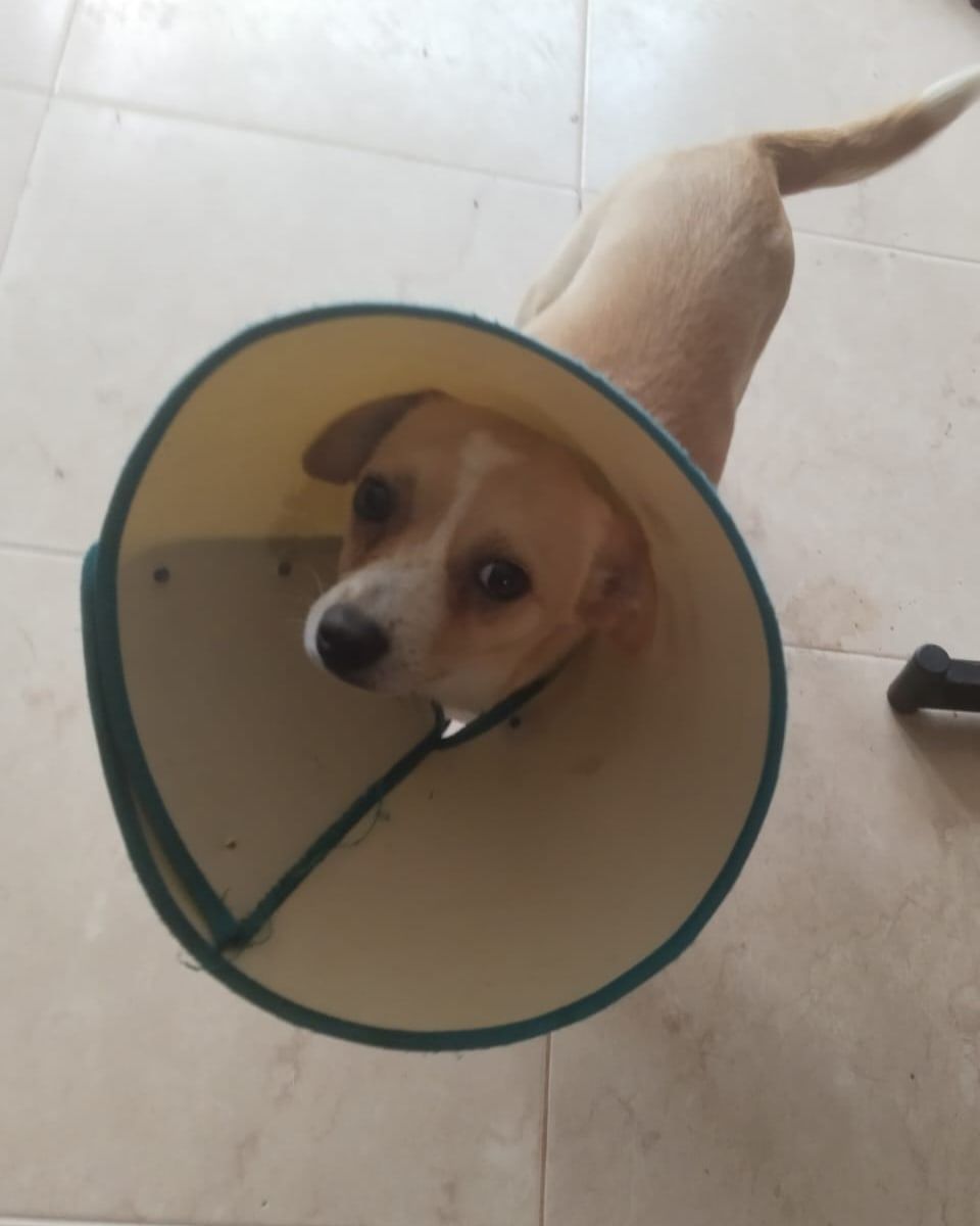 Chiqui Baby, perro en adopción