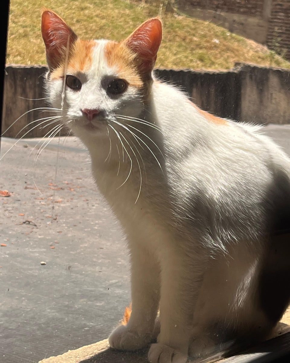 Jazmín, gato en adopción