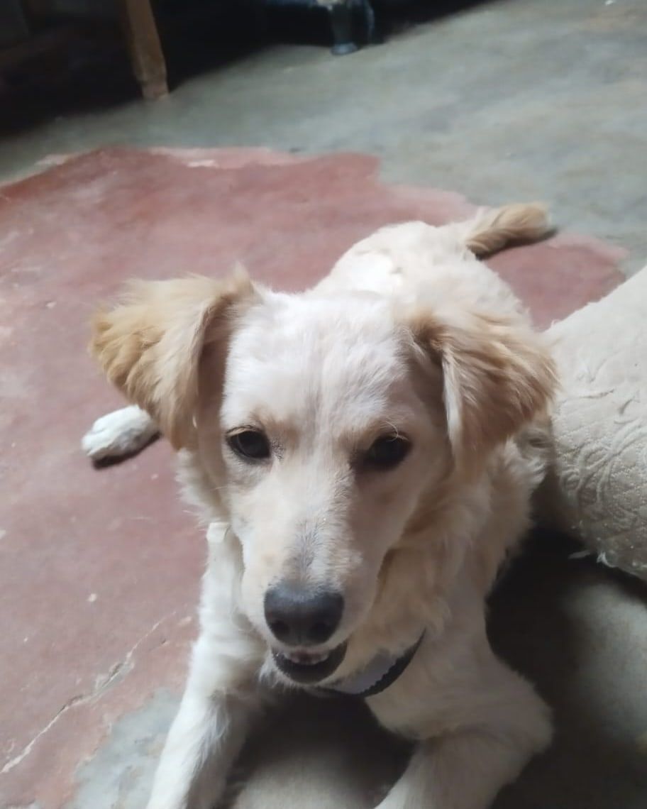 Lulú, perro en adopción