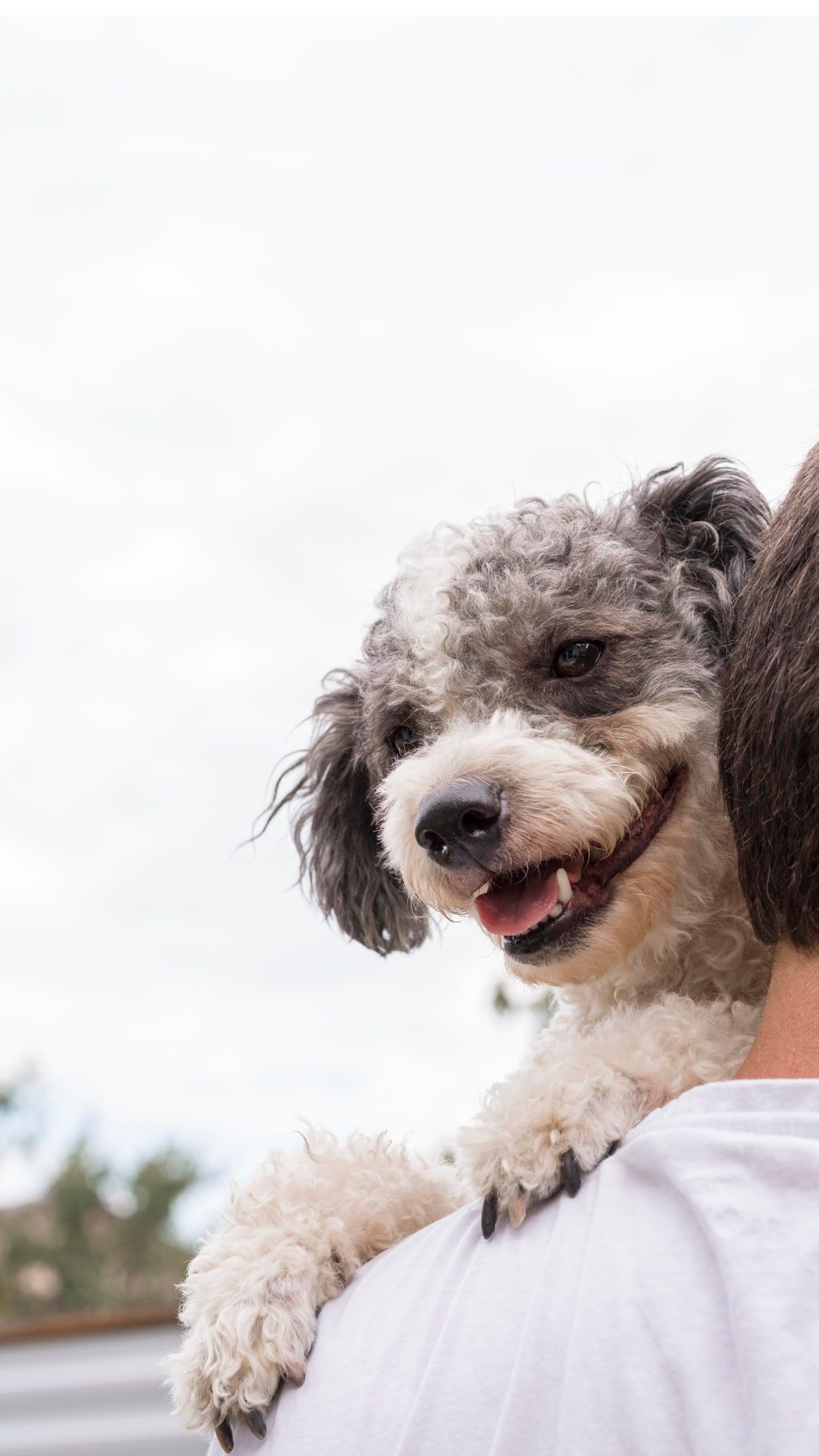 Perro french poodle gris y blanco sonriendo sobre el hombro de su humano