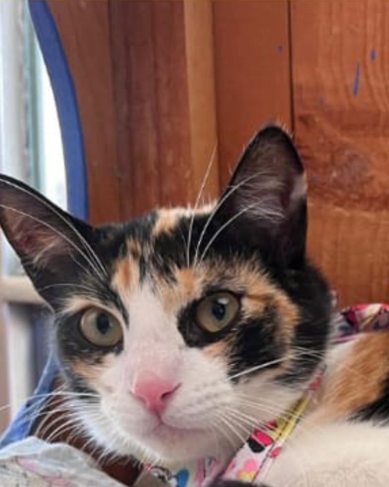 Shakira, gato en adopción